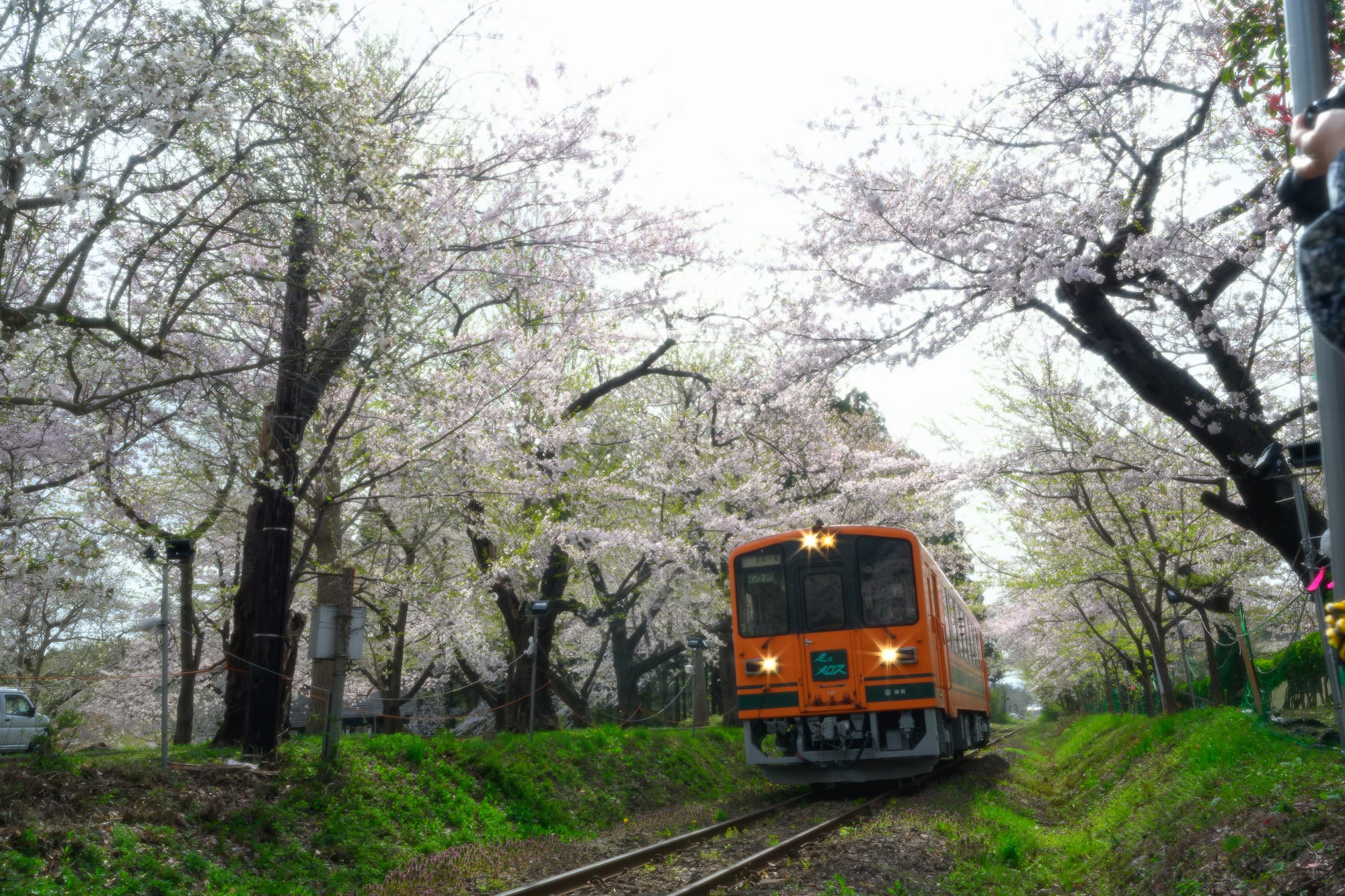 Pociąg kolei Tsugaru (津軽鉄道) przy stacji Ashino-kōen (芦野公園駅) przejeżdża przez słynny „tunel kwitnących wiśni” (桜のトンネル).
